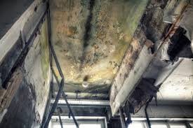 Best Real Estate Mold Inspection  in Syosset, NY